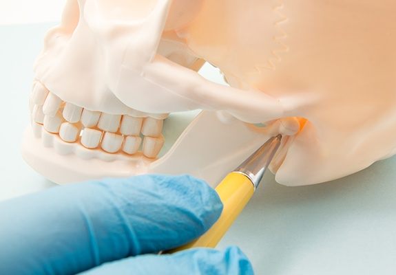 Model of skull and TMJ to explain TMJ therapy